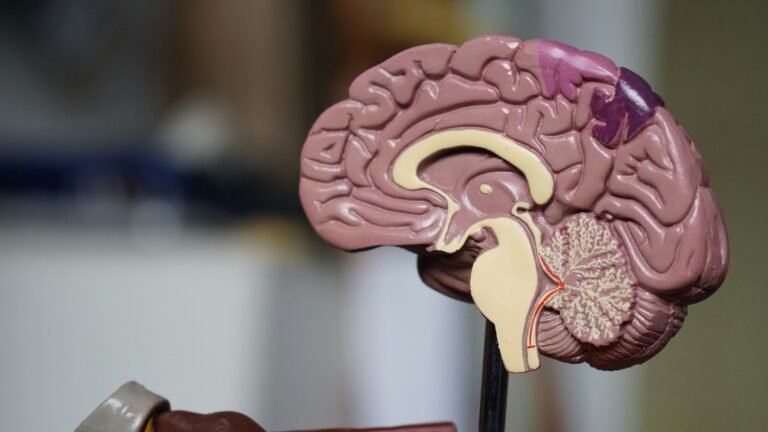 brain image of a human brain