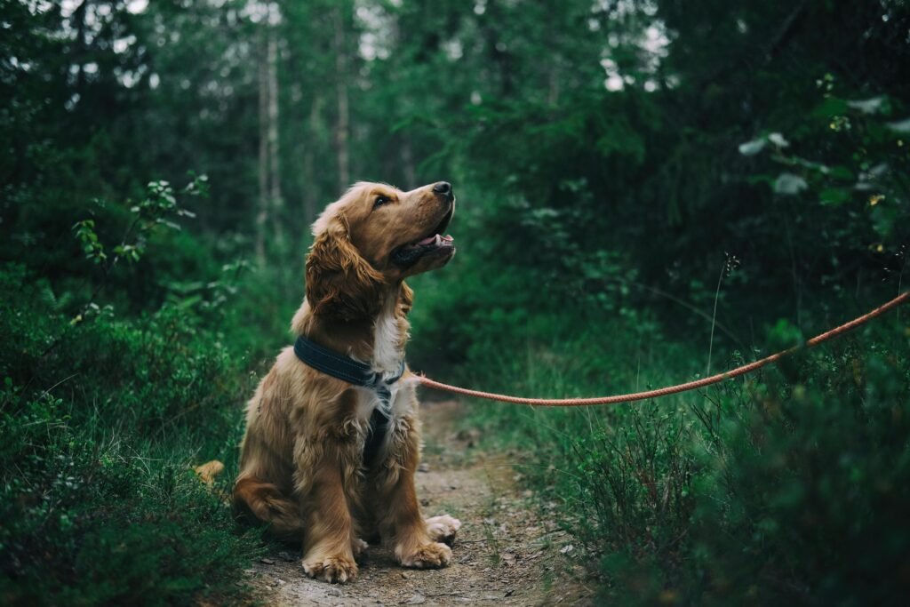 Dog on a leash in the forest