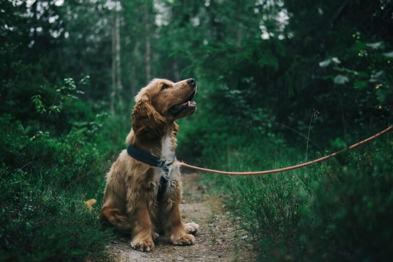Dog on a leash in the forest