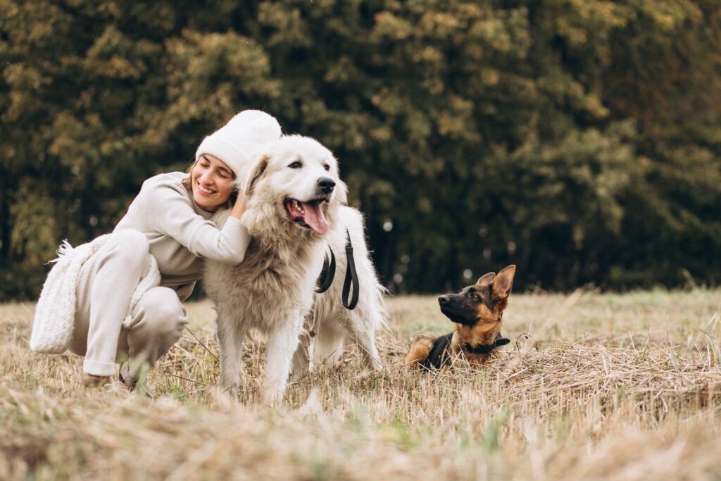 woman walking her pet dogs in the field