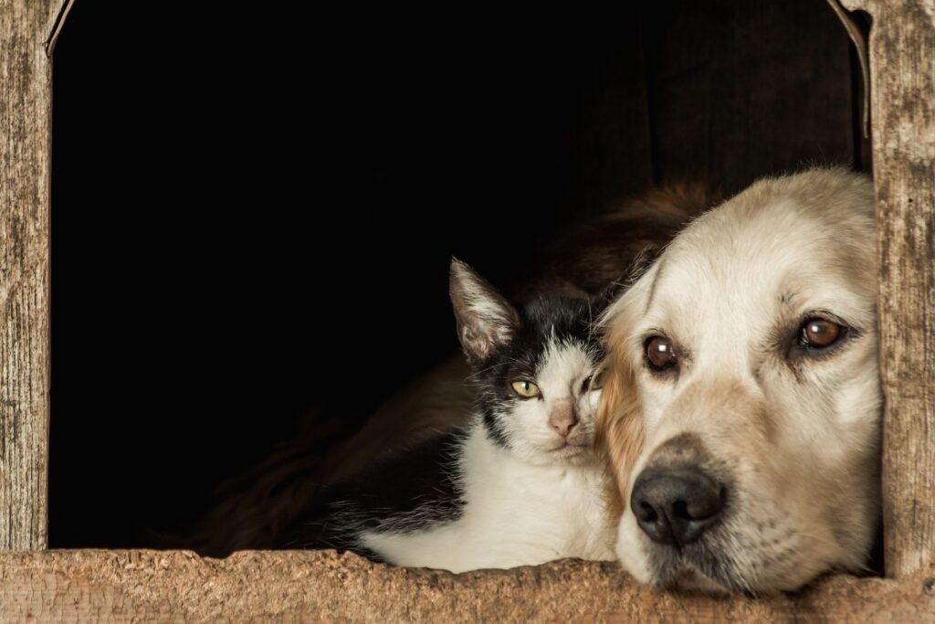 cute dog and a cat sitting cheek to cheek