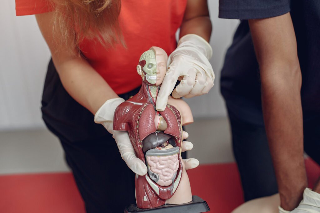 Woman showing a model of human body including digestive system